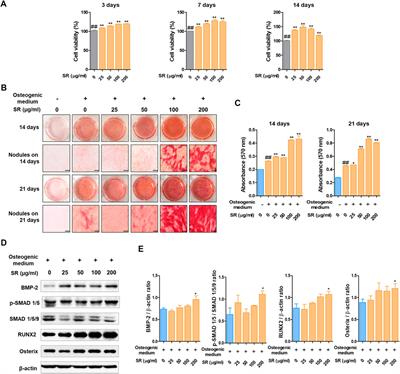 Effects of Sparganii Rhizoma on Osteoclast Formation and Osteoblast Differentiation and on an OVX-Induced Bone Loss Model